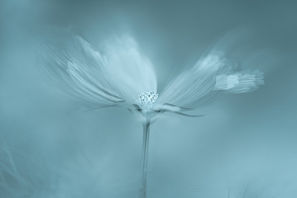 Dreamy Blue Flower by Molly Fu APA
