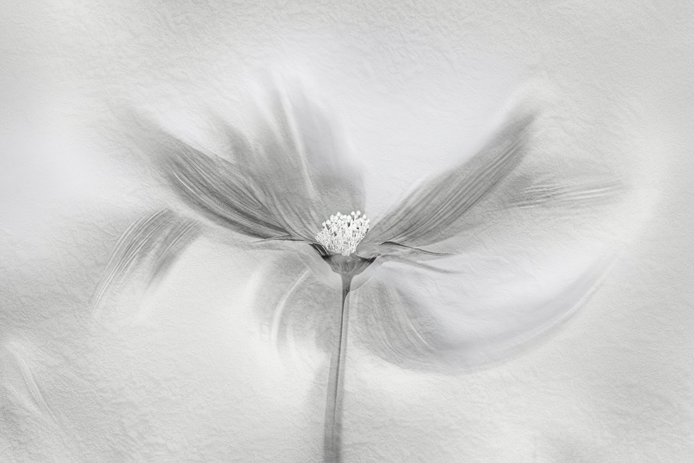 Ethereal Bloom Motion by Molly Fu APA