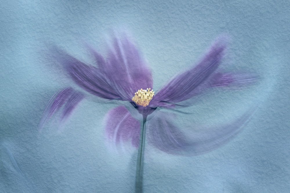 Ethereal Purple Bloom by Molly Fu APA
