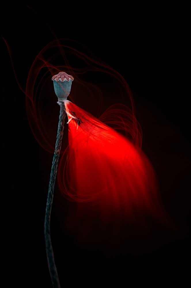 Glowing Poppy Pod by Molly Fu APA