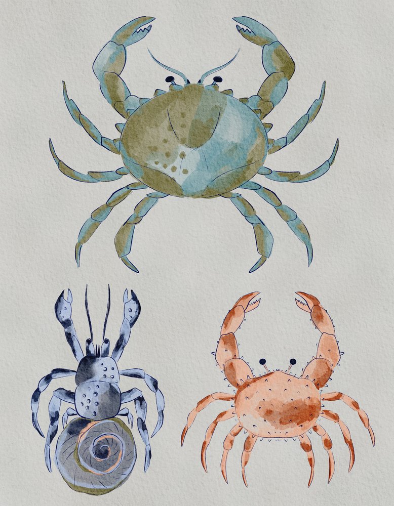 Ocean Crabs by Nikita Jariwala