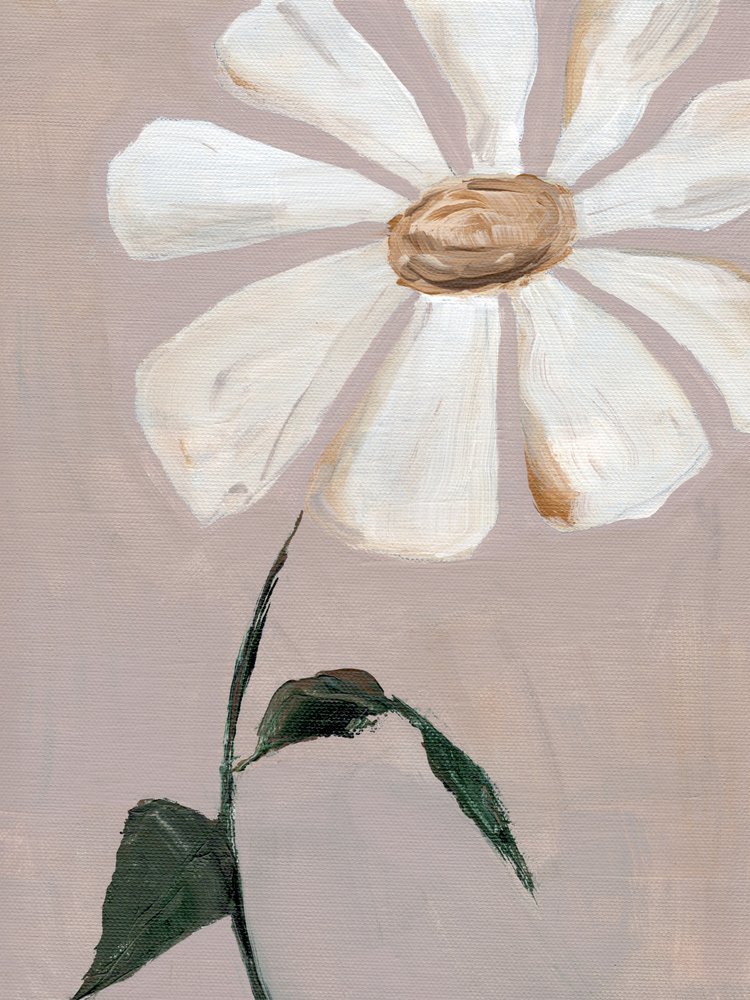 Soft White Daisy by Nikita Jariwala