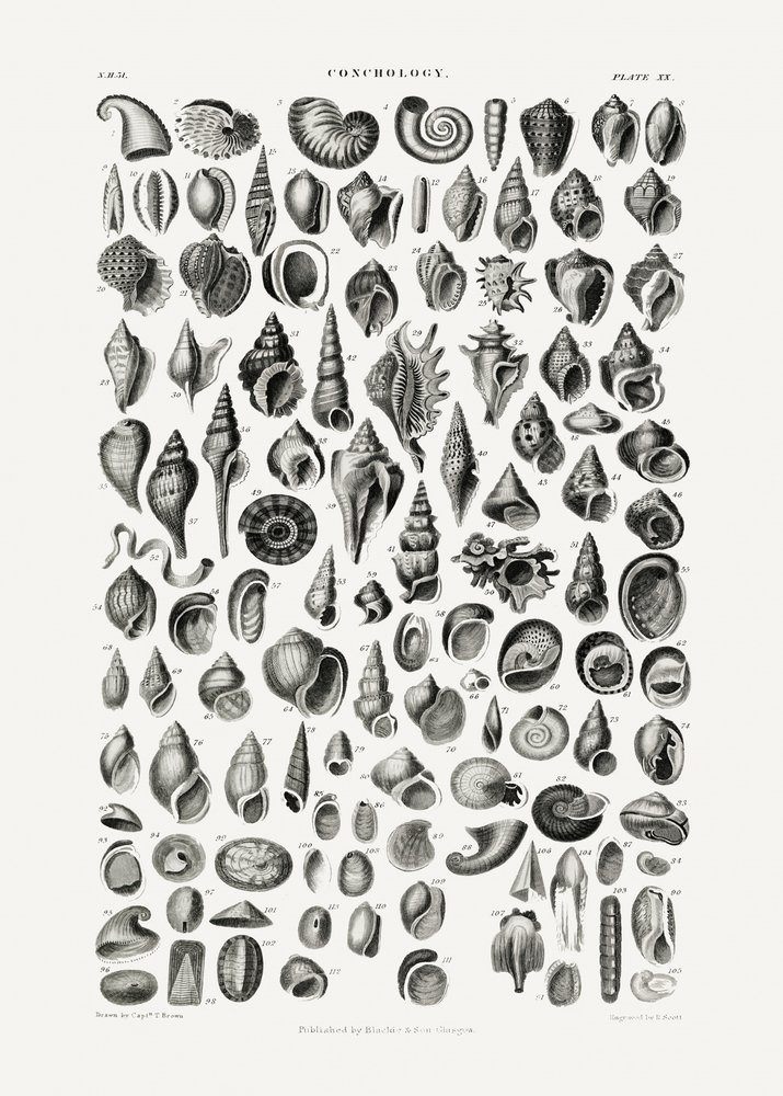 Sealife III by Oliver Goldsmith