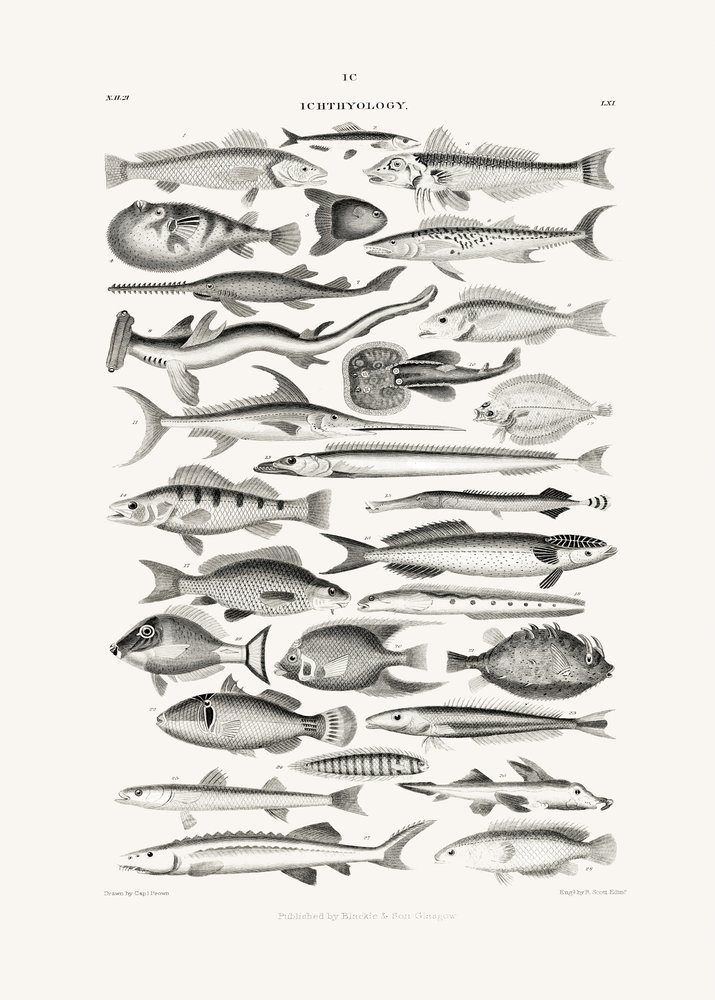 Sealife I by Oliver Goldsmith