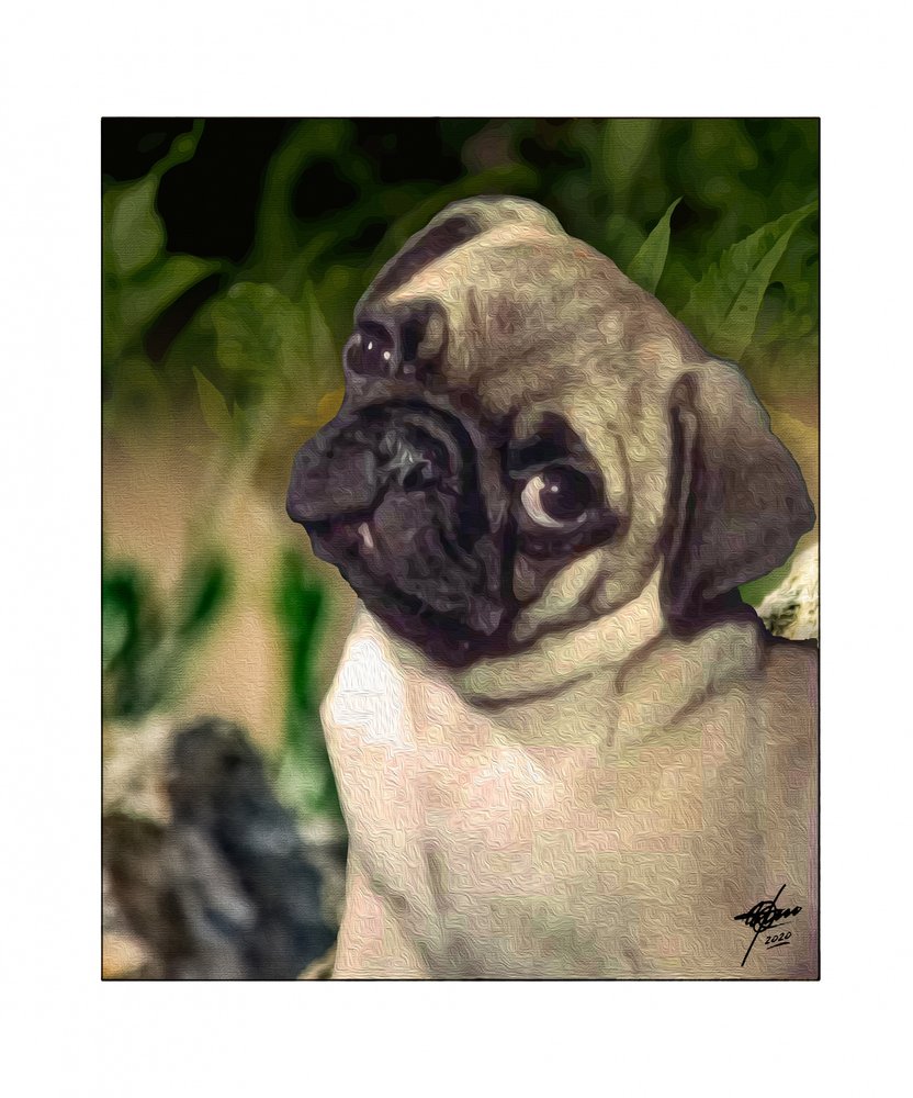 Curious Pug Puppy by Osvaldo Russo