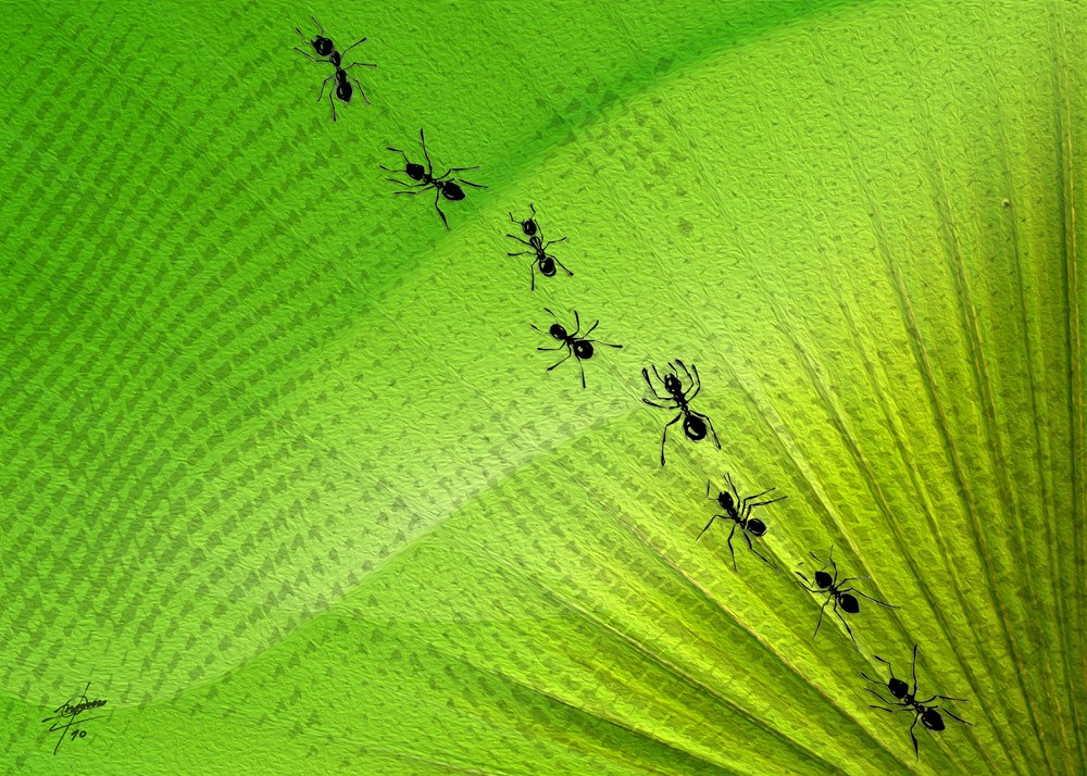 Green Leaf Ant Trail by Osvaldo Russo