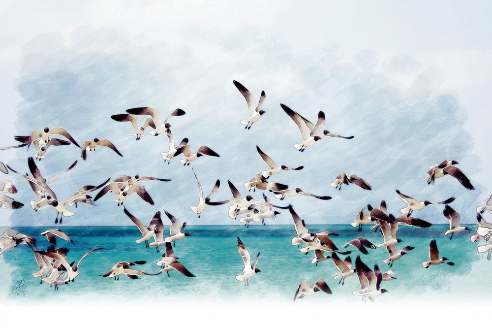 Seagulls Over Turquoise Sea by Osvaldo Russo