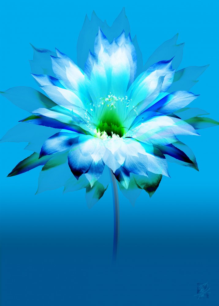 Vibrant Blue Bloom by Osvaldo Russo