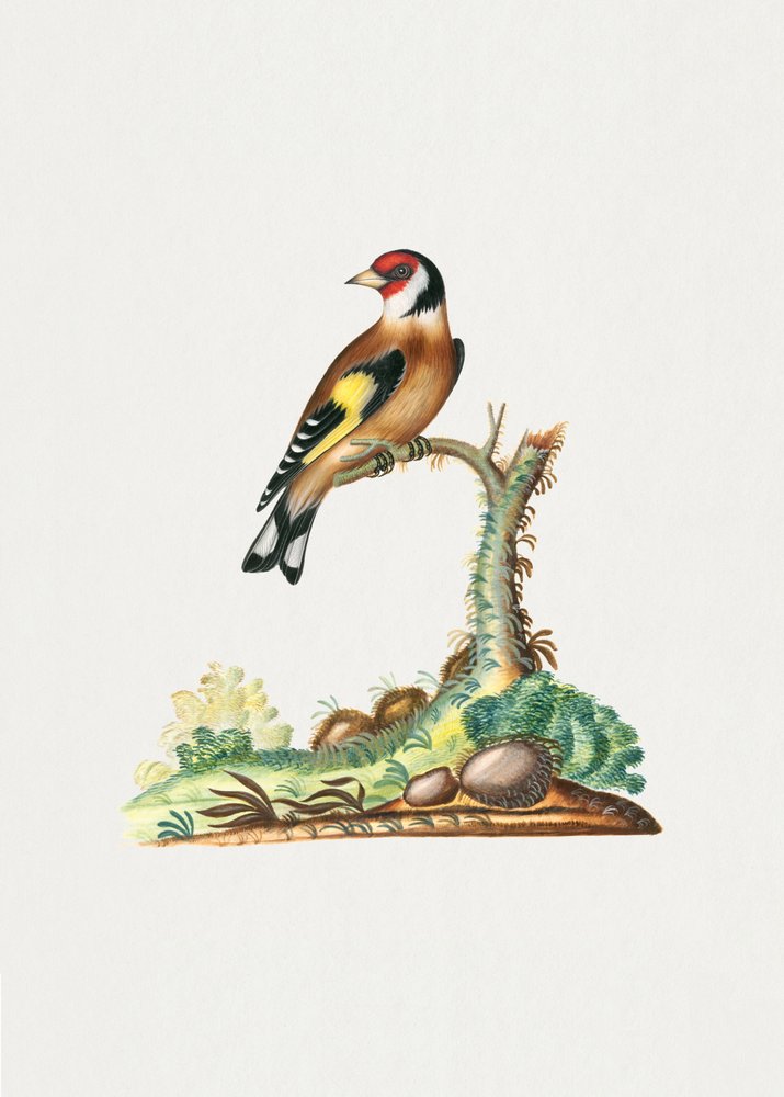European Goldfinch by Pictufy