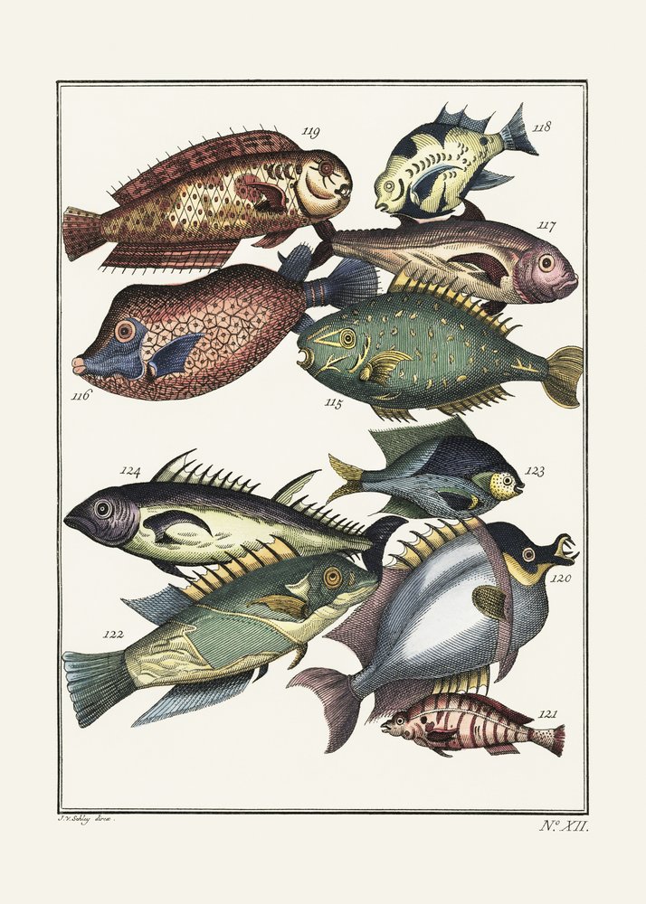 Exotic Fish (1767) by Pictufy