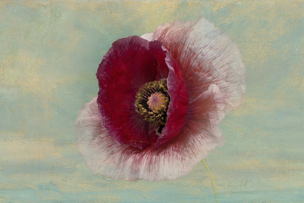 Crimson Poppy Bloom by Richard Urbanski