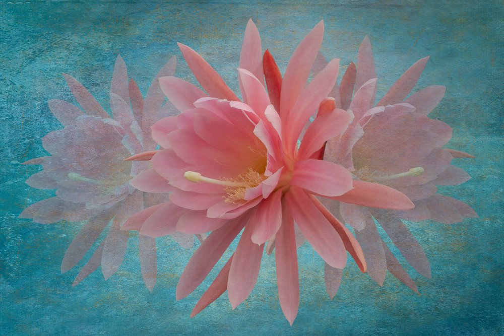 Dreamy Pink Blossom by Richard Urbanski