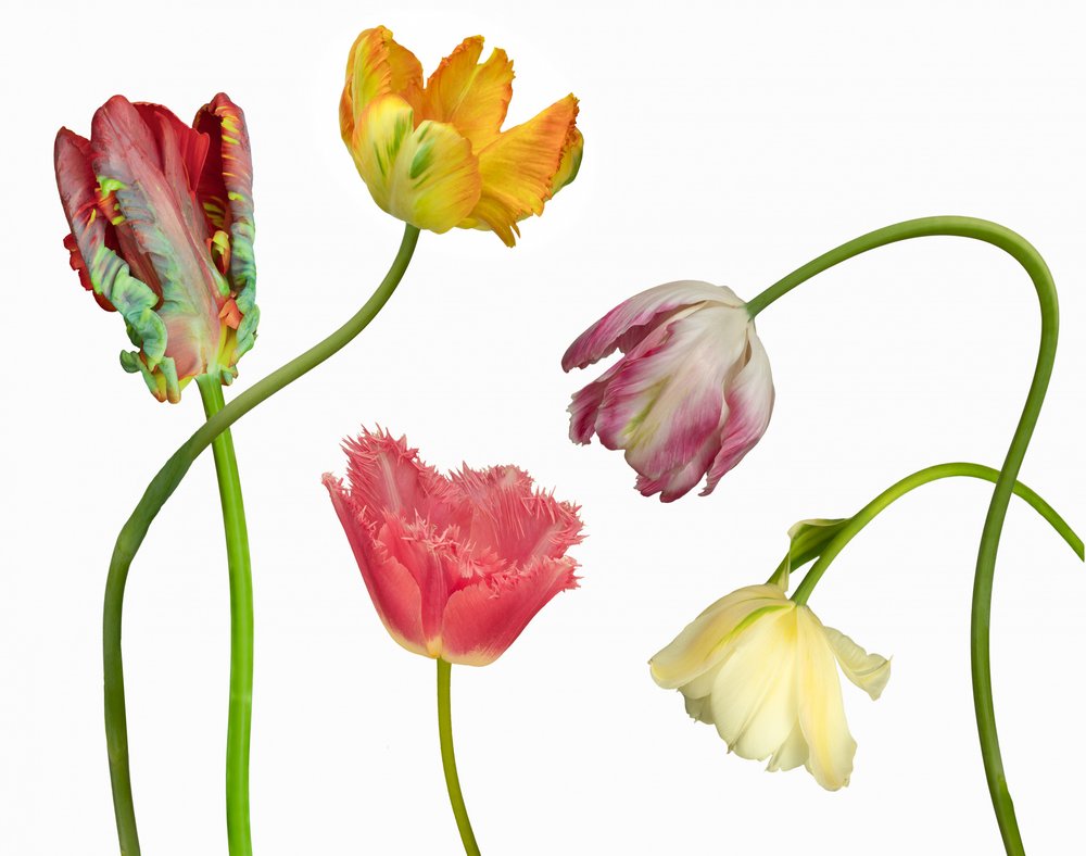 Unique Colorful Tulips by Richard Urbanski
