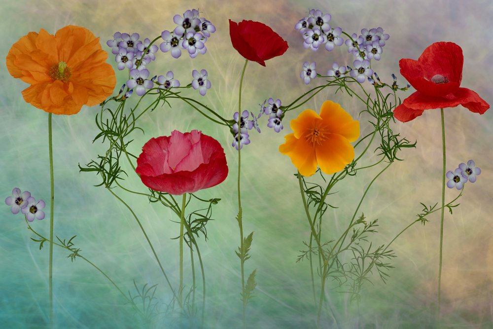 Vibrant Poppy Meadow by Richard Urbanski