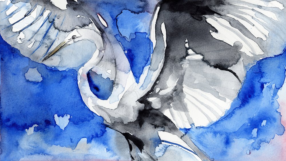 Blue Heron in Flight by RodMacIver