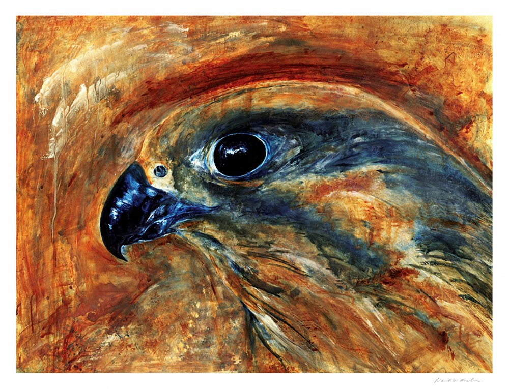 Keen Hawk Eye by RodMacIver