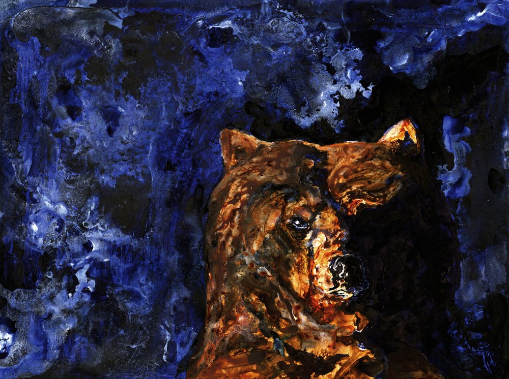 Powerful Grizzly Gaze by RodMacIver