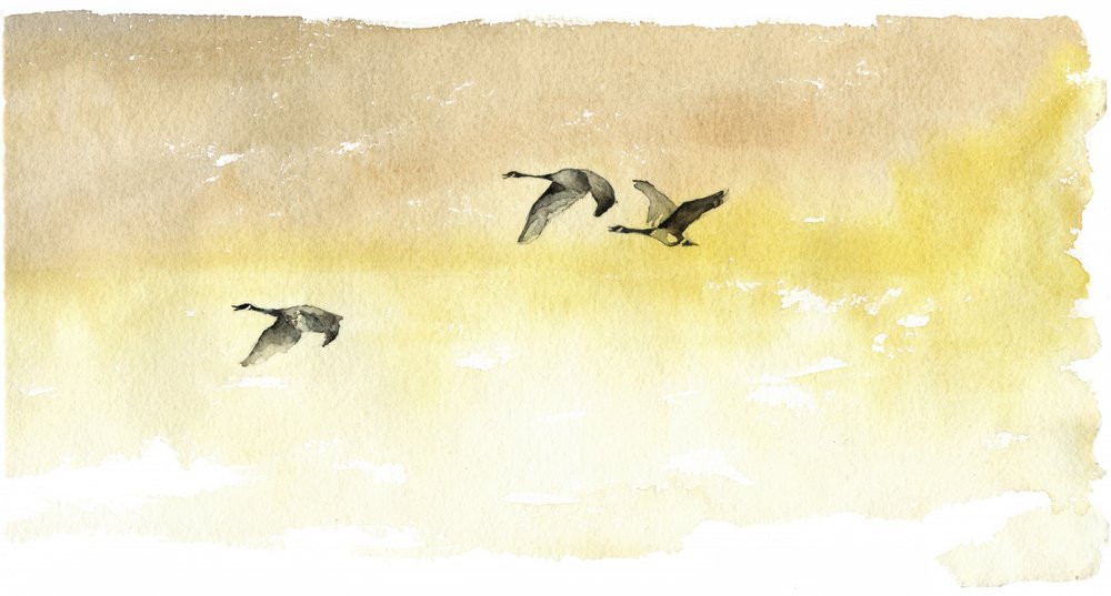 Watercolor Geese Flight by RodMacIver