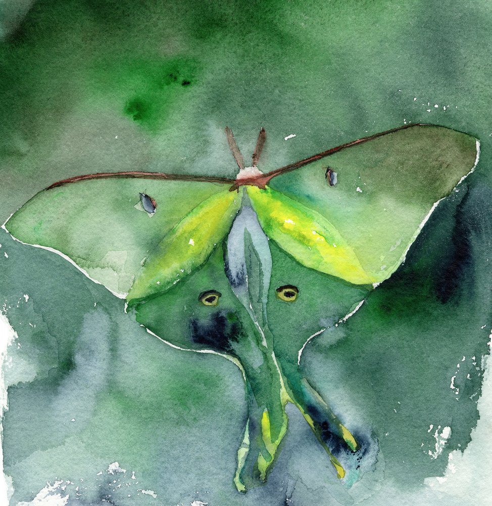 Watercolor Luna Moth by RodMacIver: Premium art reproduction