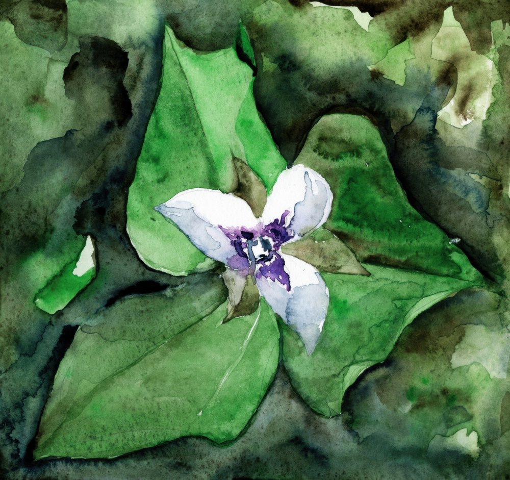 White Trillium Bloom by RodMacIver