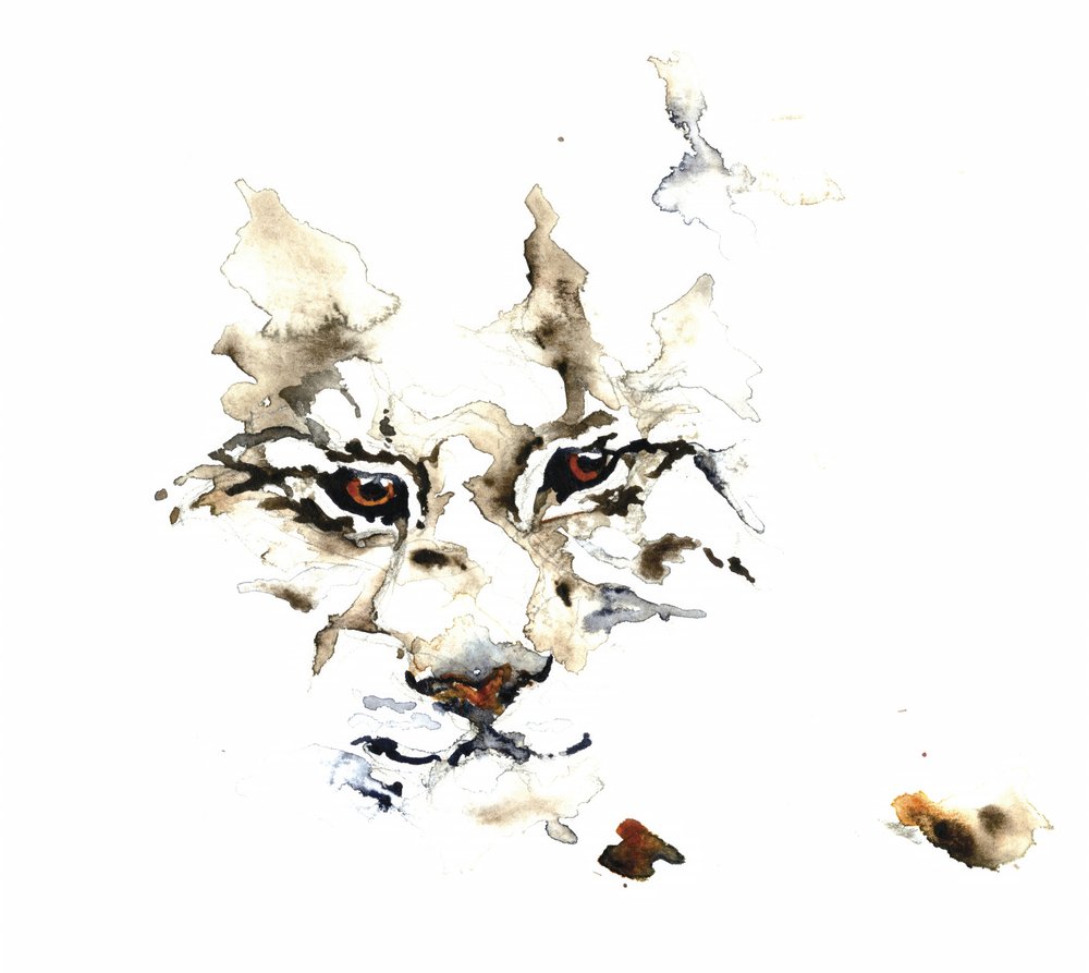 Wild Lynx Watercolor by RodMacIver