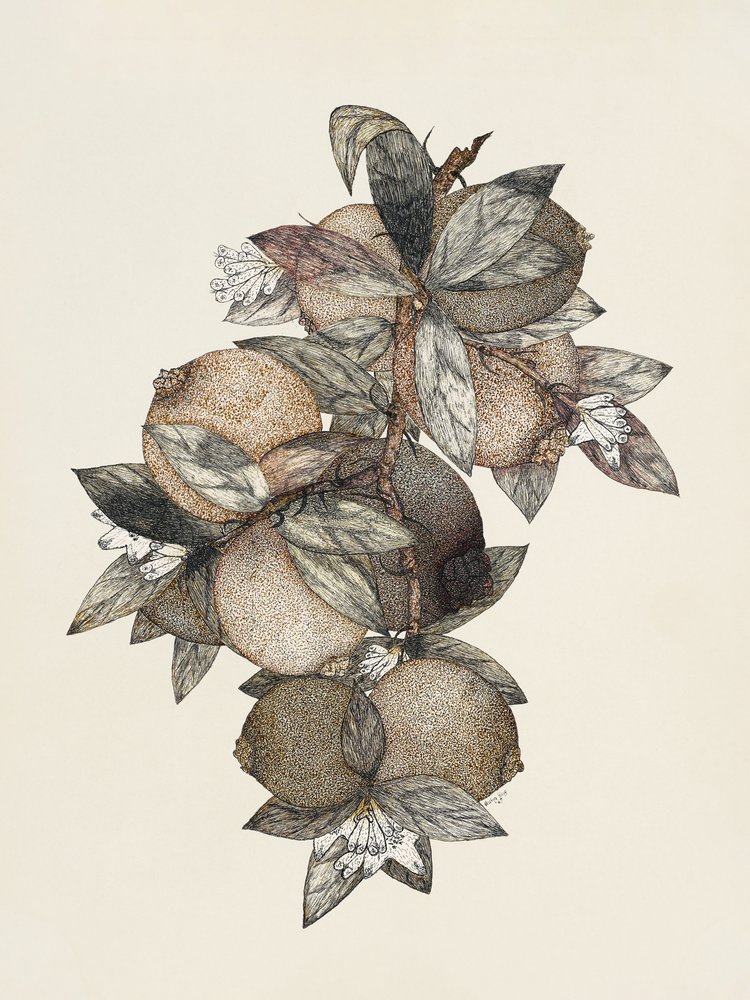 Pomegranate (1867) by Rufus King