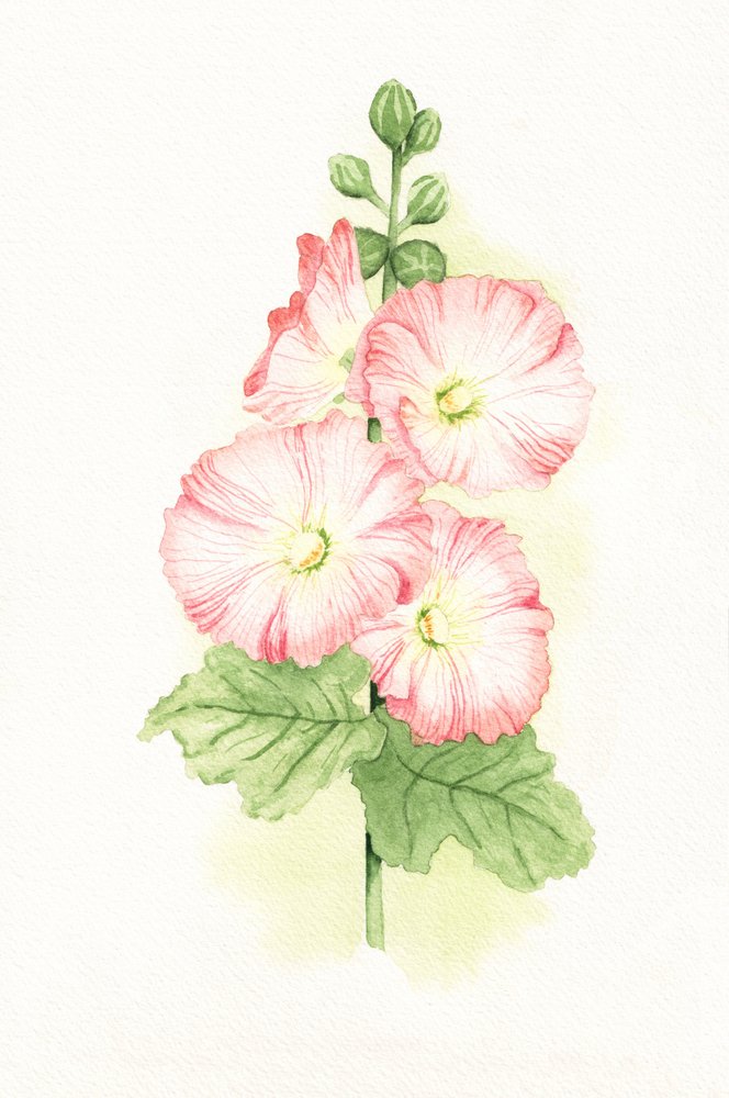 Pink Hollyhocks Watercolor by Salome