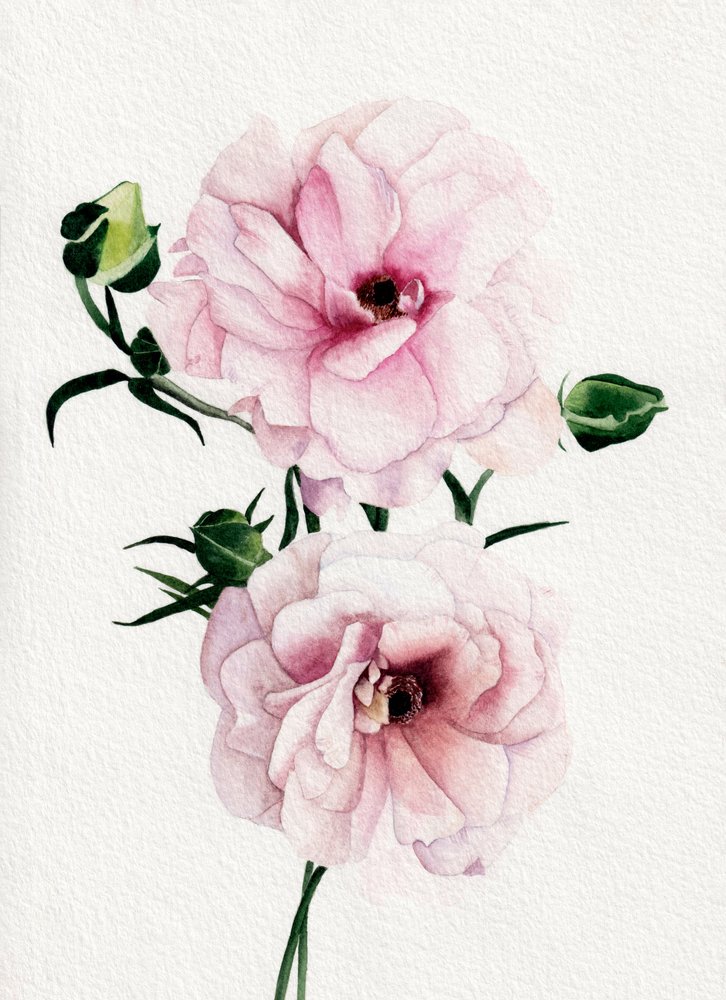 Pink Watercolor Blooms by Salome