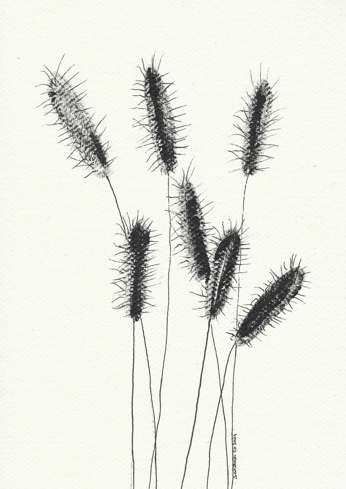 Delicate Spiked Grass by Santhosh ch