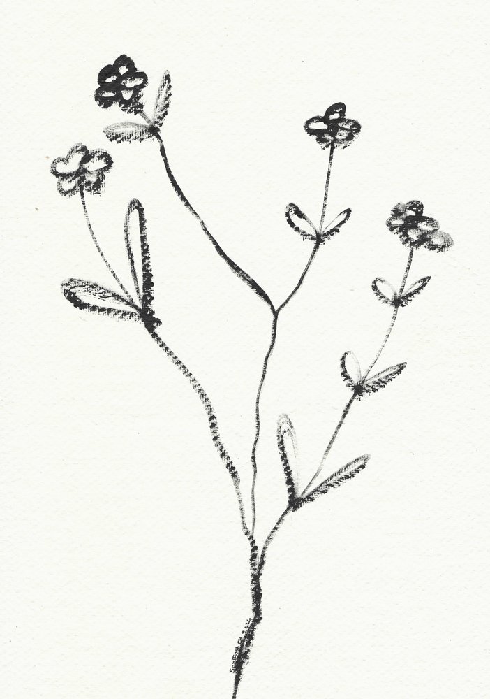 Minimalist Botanical Drawing by Santhosh ch