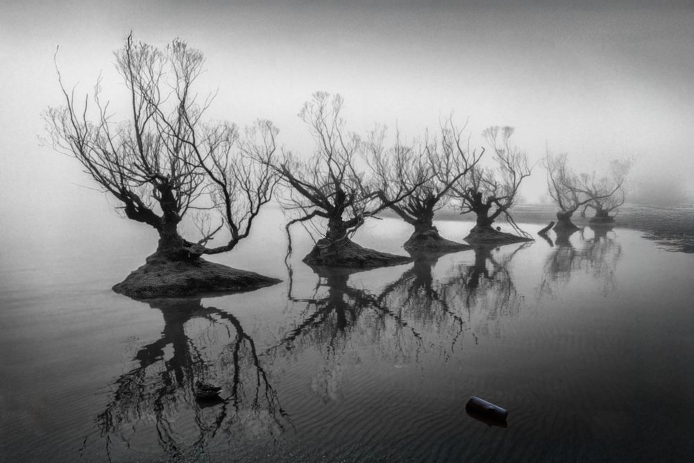 Bare Trees in Fog by Shanrui Ren