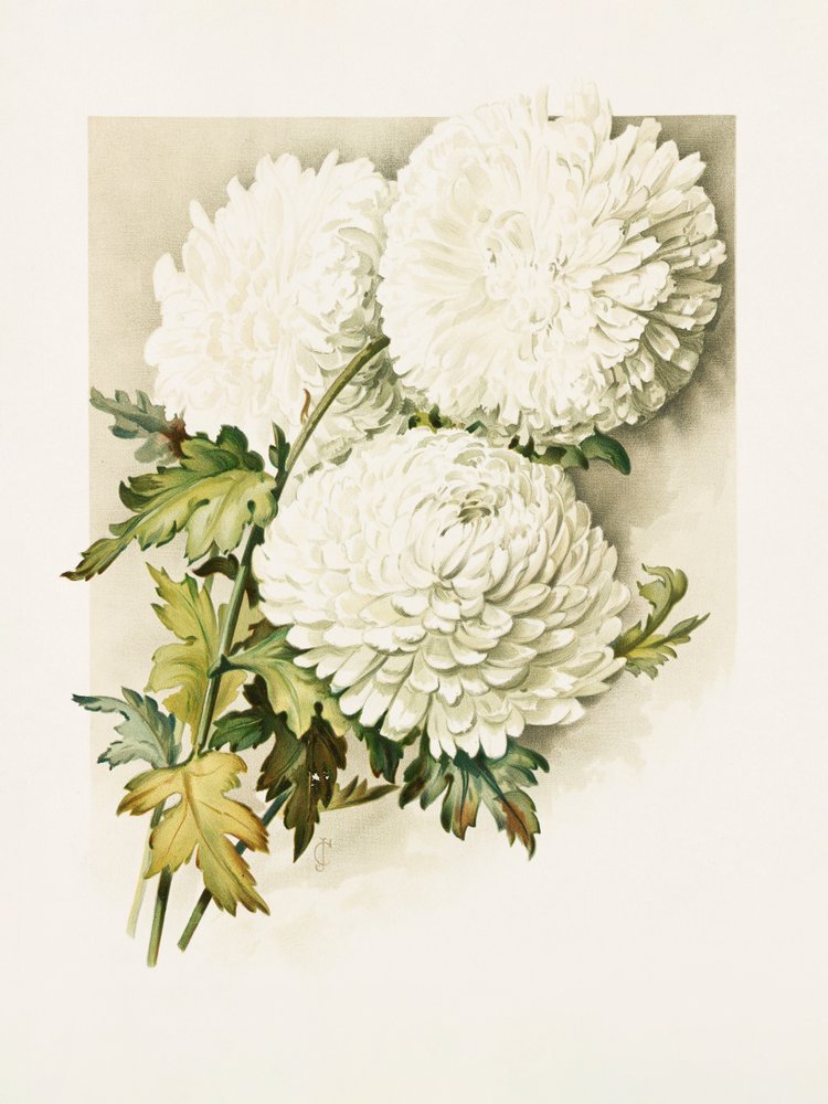 Chrysanthemums for Christmas Eve by Sidney Thomas Callowhill