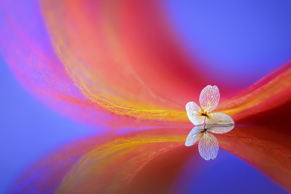 Delicate Flower Reflection by Sophie Pan
