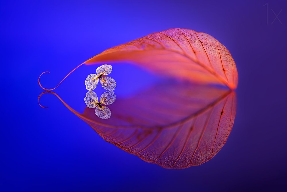 Floating Leaf Reflection by Sophie Pan