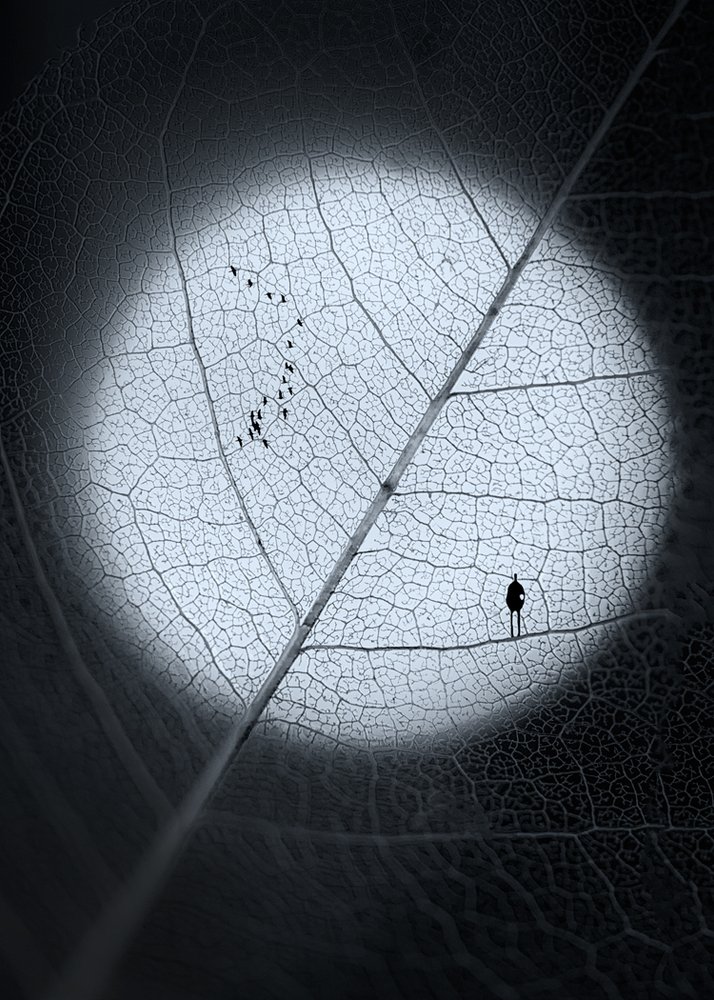 Man on Moon Leaf by Sophie Pan