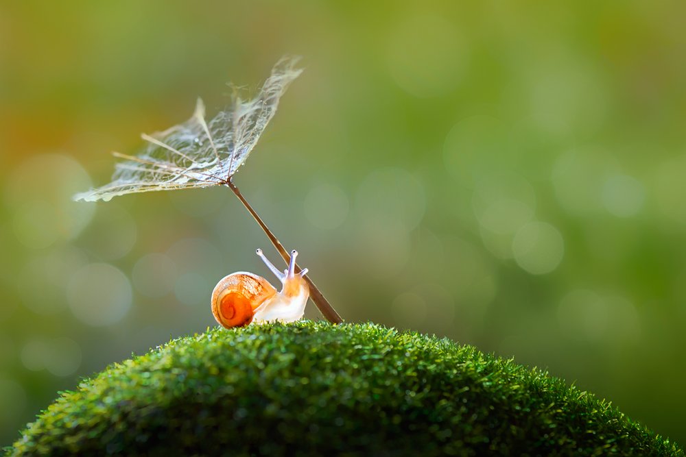 Tiny Snail Dandelion Umbrella by Sophie Pan