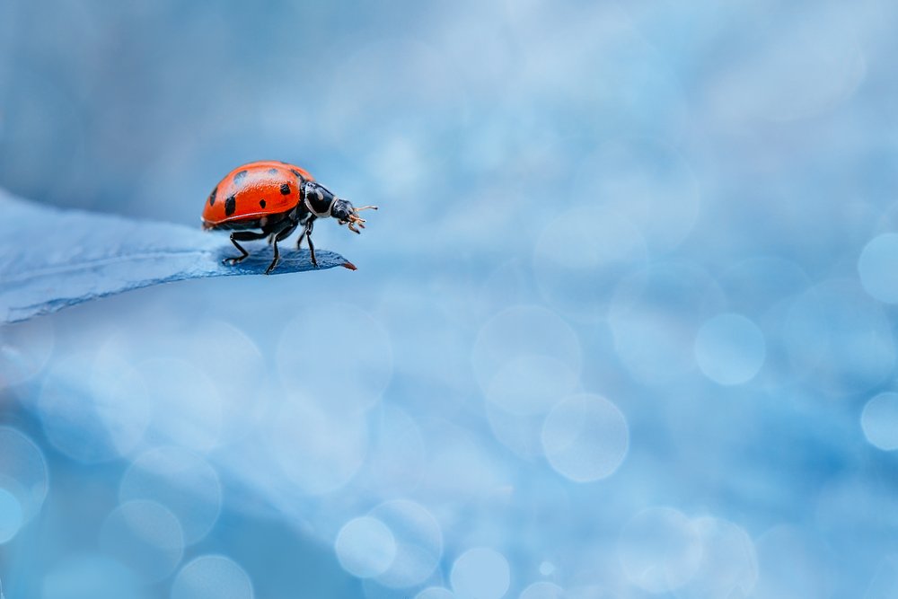 Vibrant Ladybug On Leaf by Sophie Pan