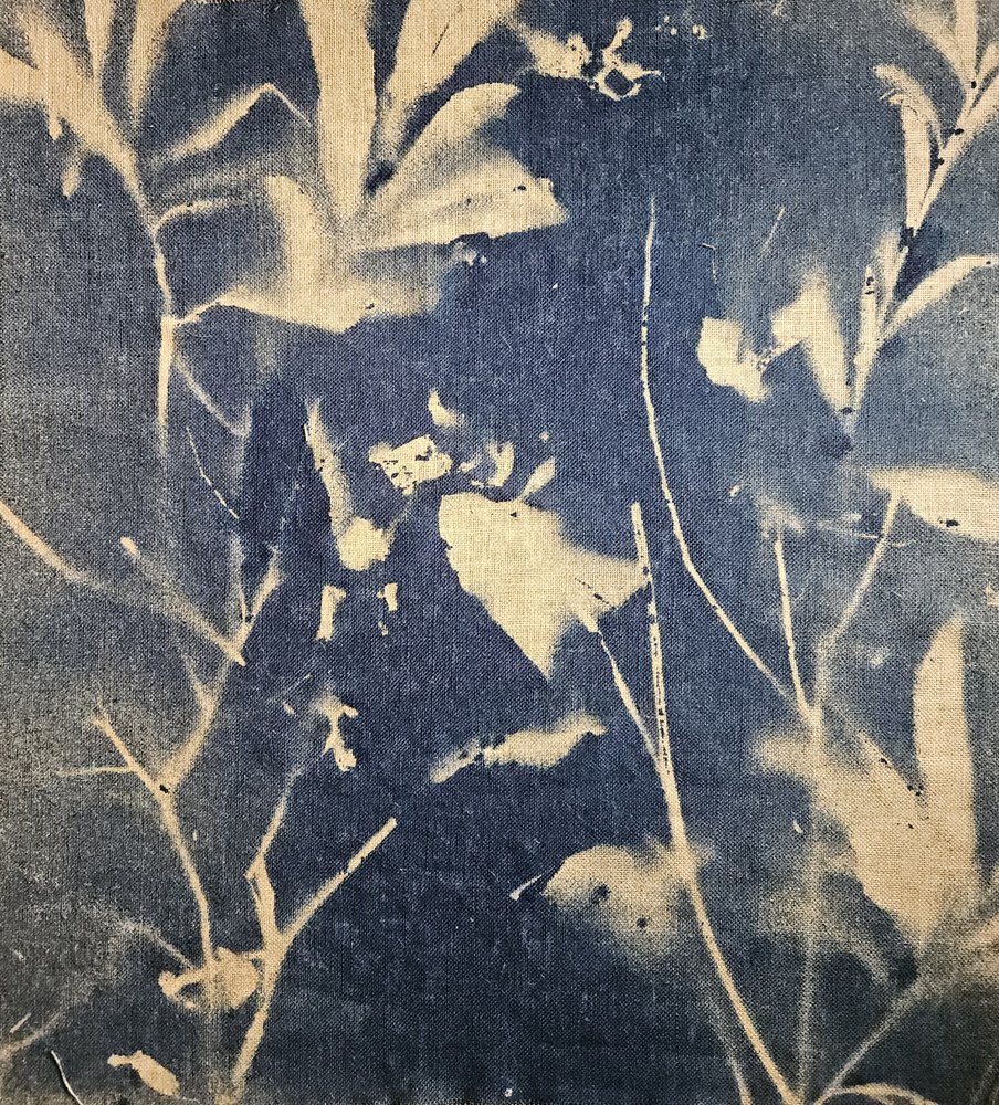 Blue Botanical Shadows by Stefano Mazzolini