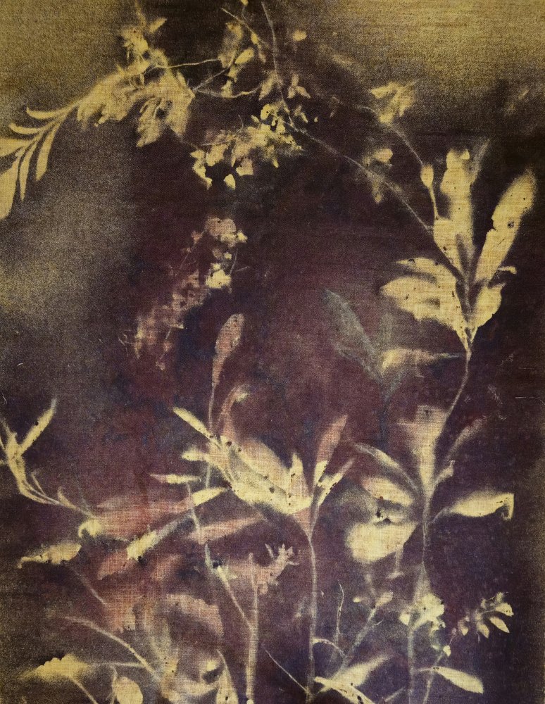 Dark Botanical Study by Stefano Mazzolini