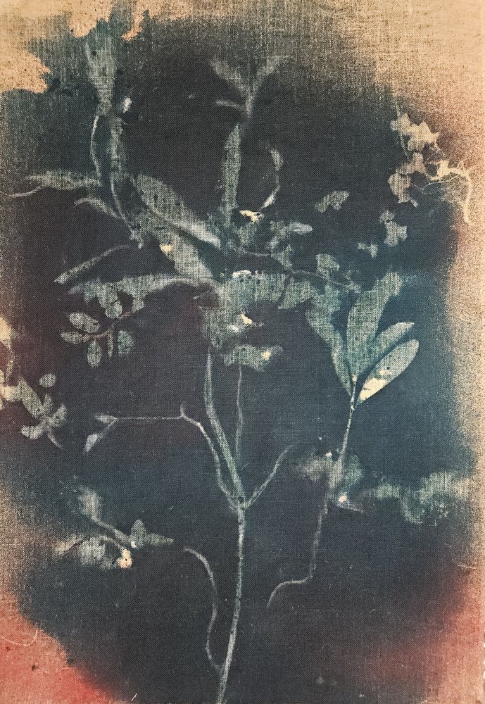 Faded Blue Botanical by Stefano Mazzolini