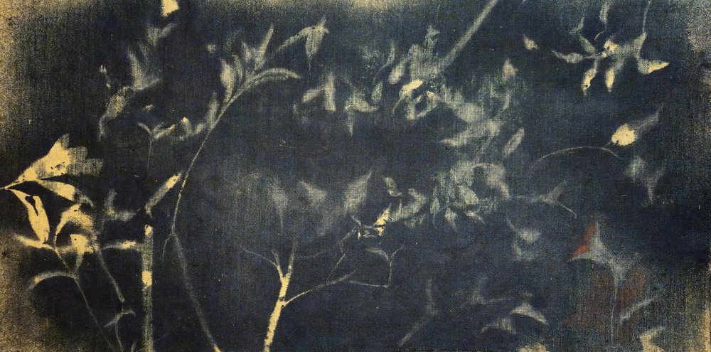 Indigo Botanical Study by Stefano Mazzolini