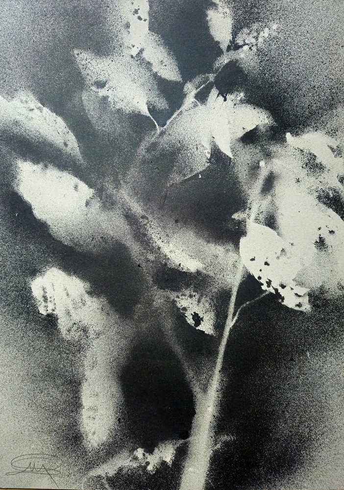 Monochrome Botanical Study by Stefano Mazzolini