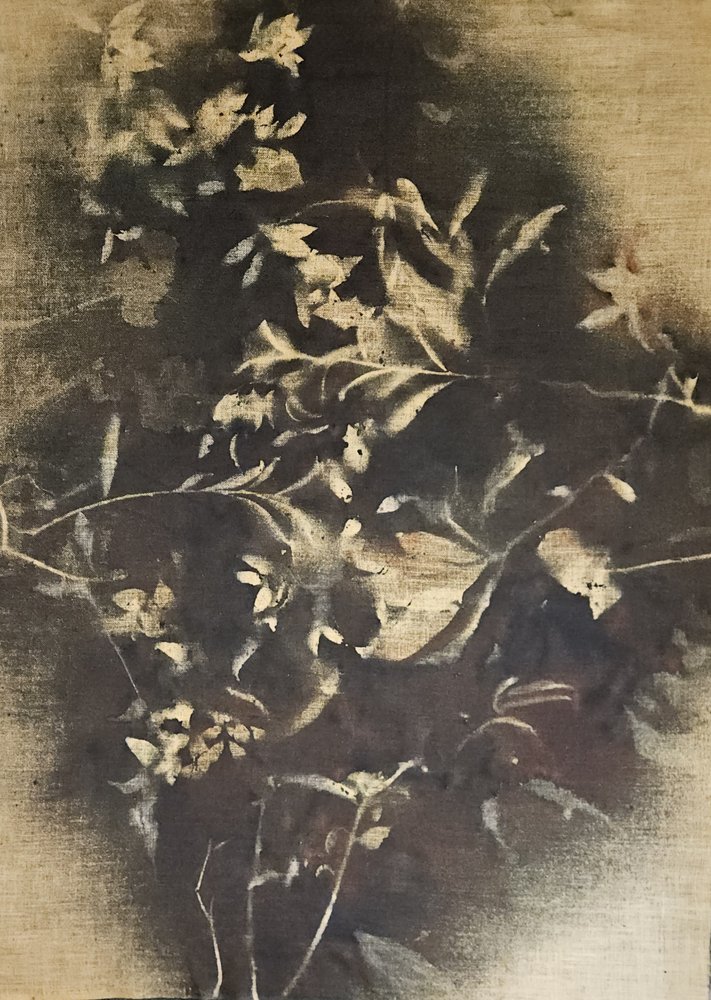 Moody Floral Shadows by Stefano Mazzolini