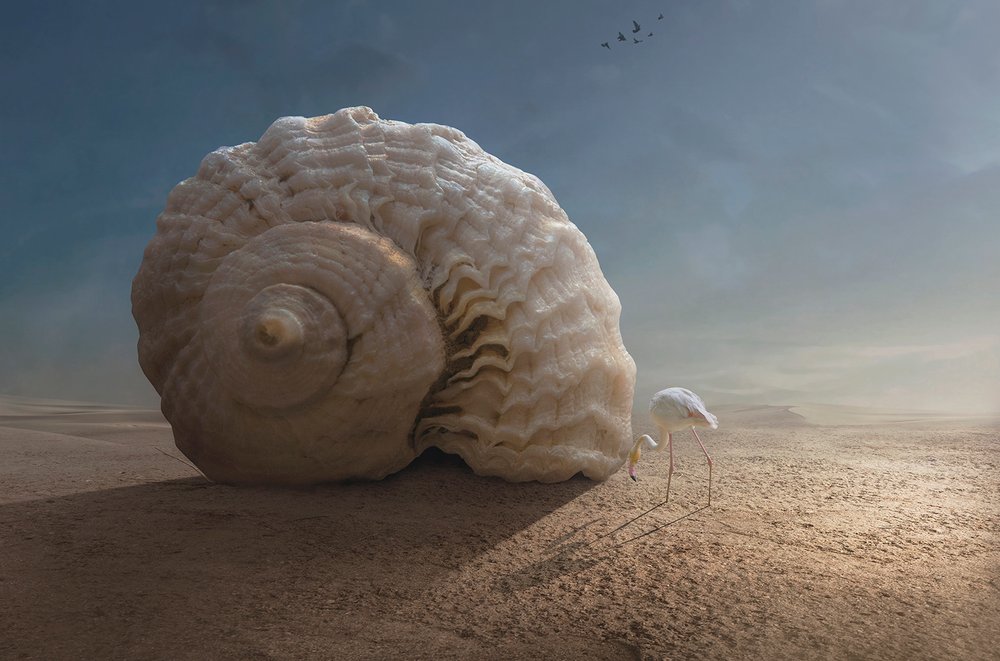 Flamingo and Giant Shell by Sulaiman Almawash