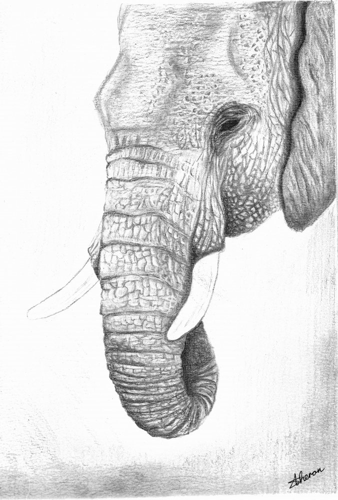 Majestic Elephant Profile by Sunet Theron