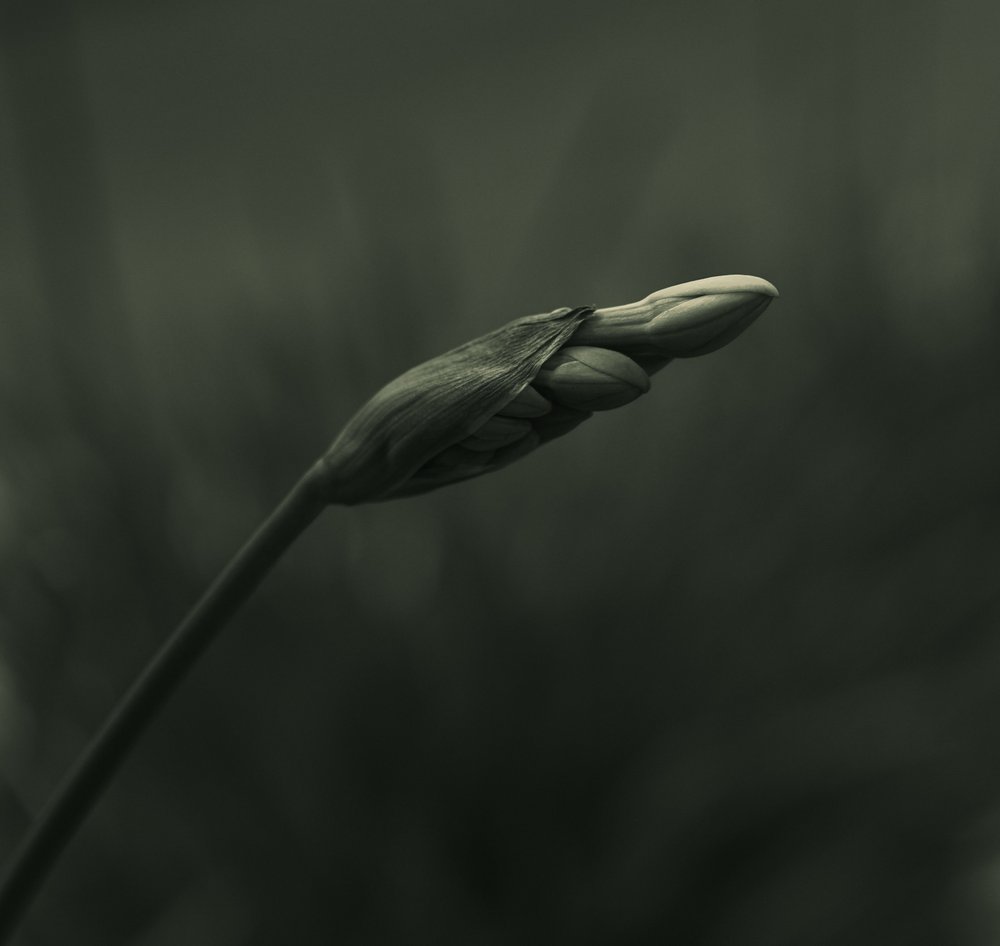 Serene Budding Bloom by Vedrana Domazet