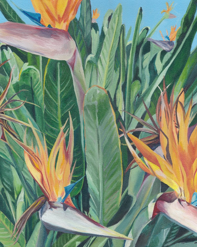 Birds of Paradise Blooms by Viccy Wanliss
