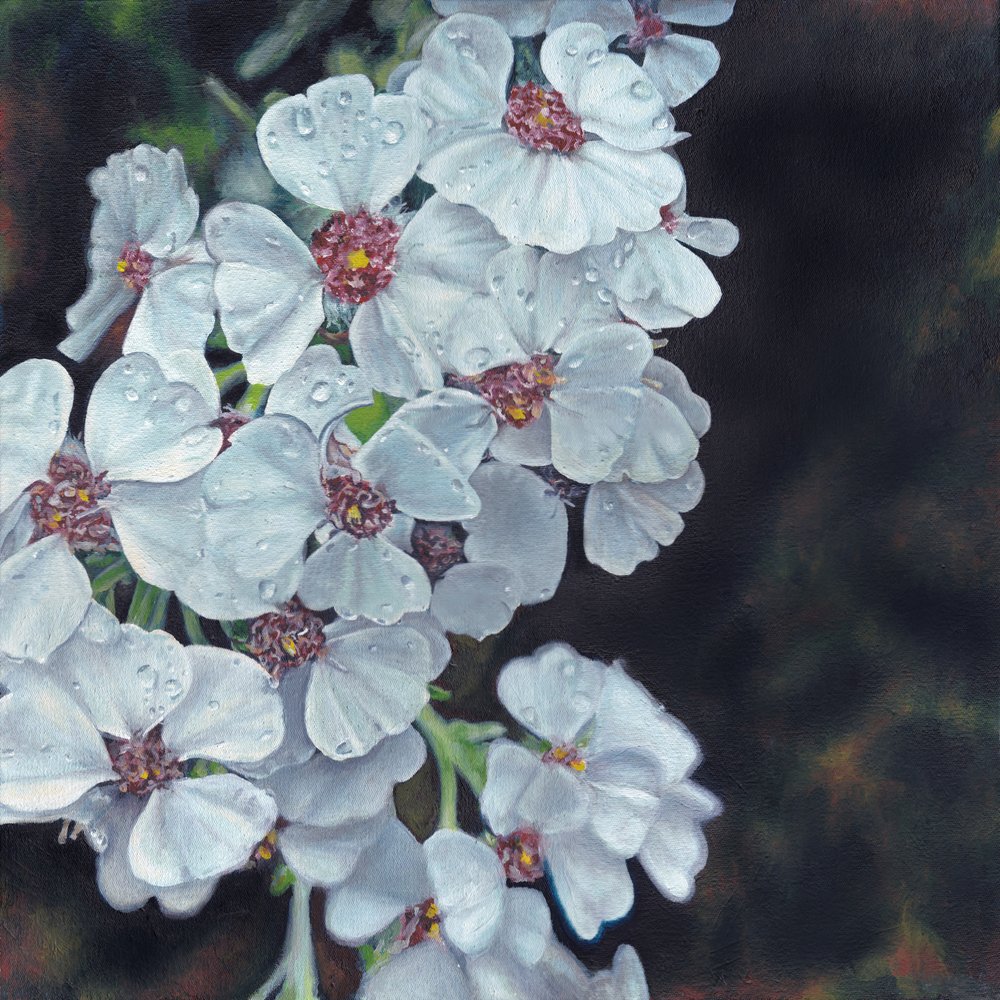 Dew Kissed White Flowers by Viccy Wanliss