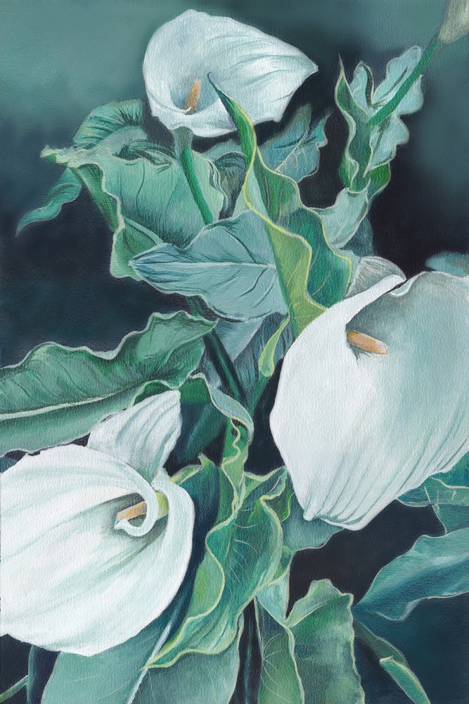 Elegant Calla Lilies by Viccy Wanliss