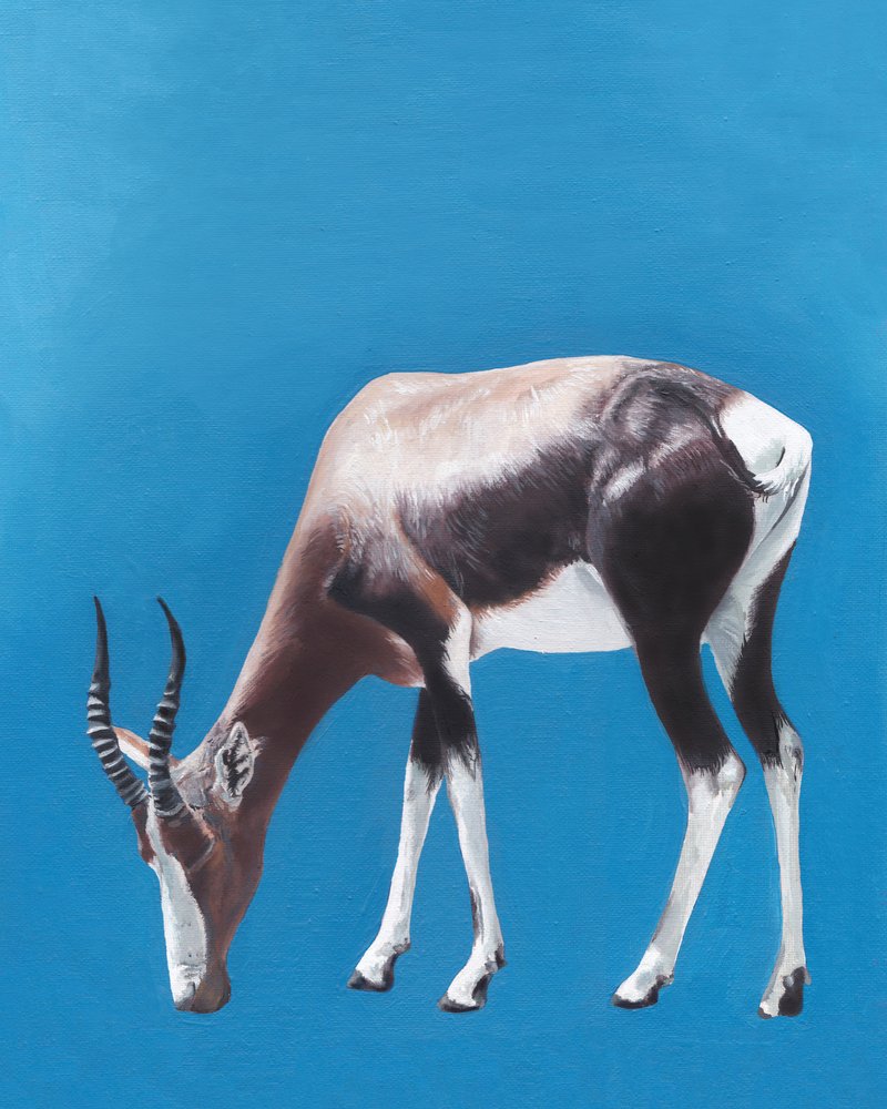 Grazing Bontebok Antelope by Viccy Wanliss